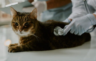 Veterinarian Examining Cat with Stethoscope During Checkup Cat lying on examination table while veterinarian in gloves holding stethoscope against its side, performing checkup at clinic