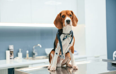 Conception of healthcare. Beautiful dog is sitting on the table in veterinary clinic Conception of healthcare. Beautiful dog is sitting on the table in veterinary clinic.