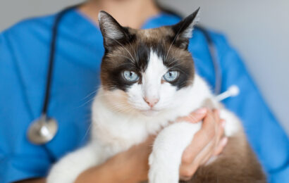 Cropped Shot Of Nurse Holding Domestic Cat In Vet Clinic Veterinary Check Up. Cropped Shot Of Nurse Woman Holding Domestic Cat In Vet Clinic. Closeup Of Pet In Doctor's Hands, Selective Focus. Animal Healthcare And Medical Examination Concept
